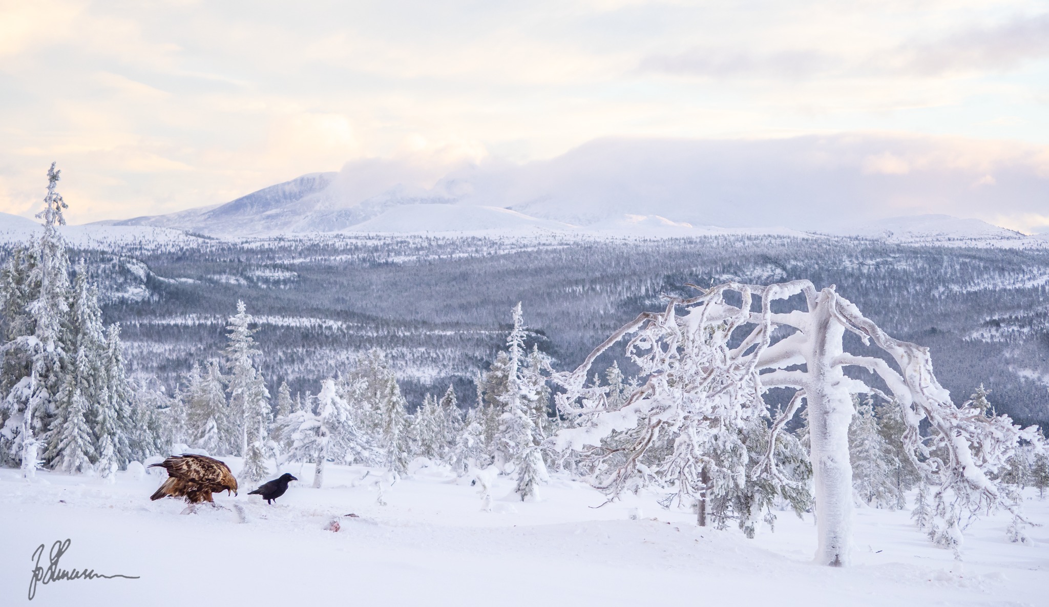 Guided outdoor activities and nature experiences in Rendalen
